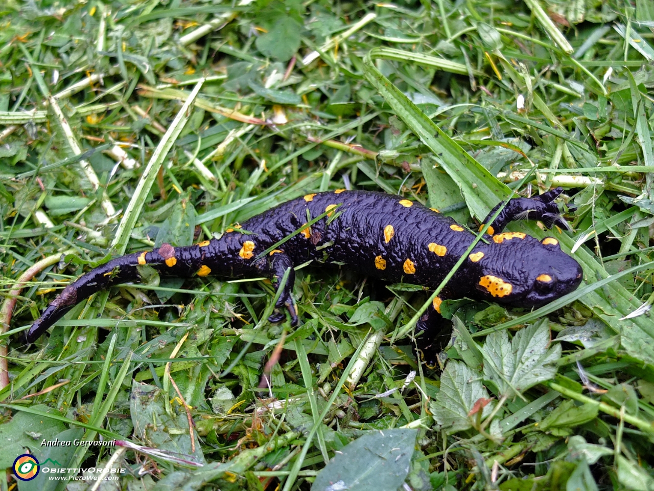 07 salamandra pezzata.jpg